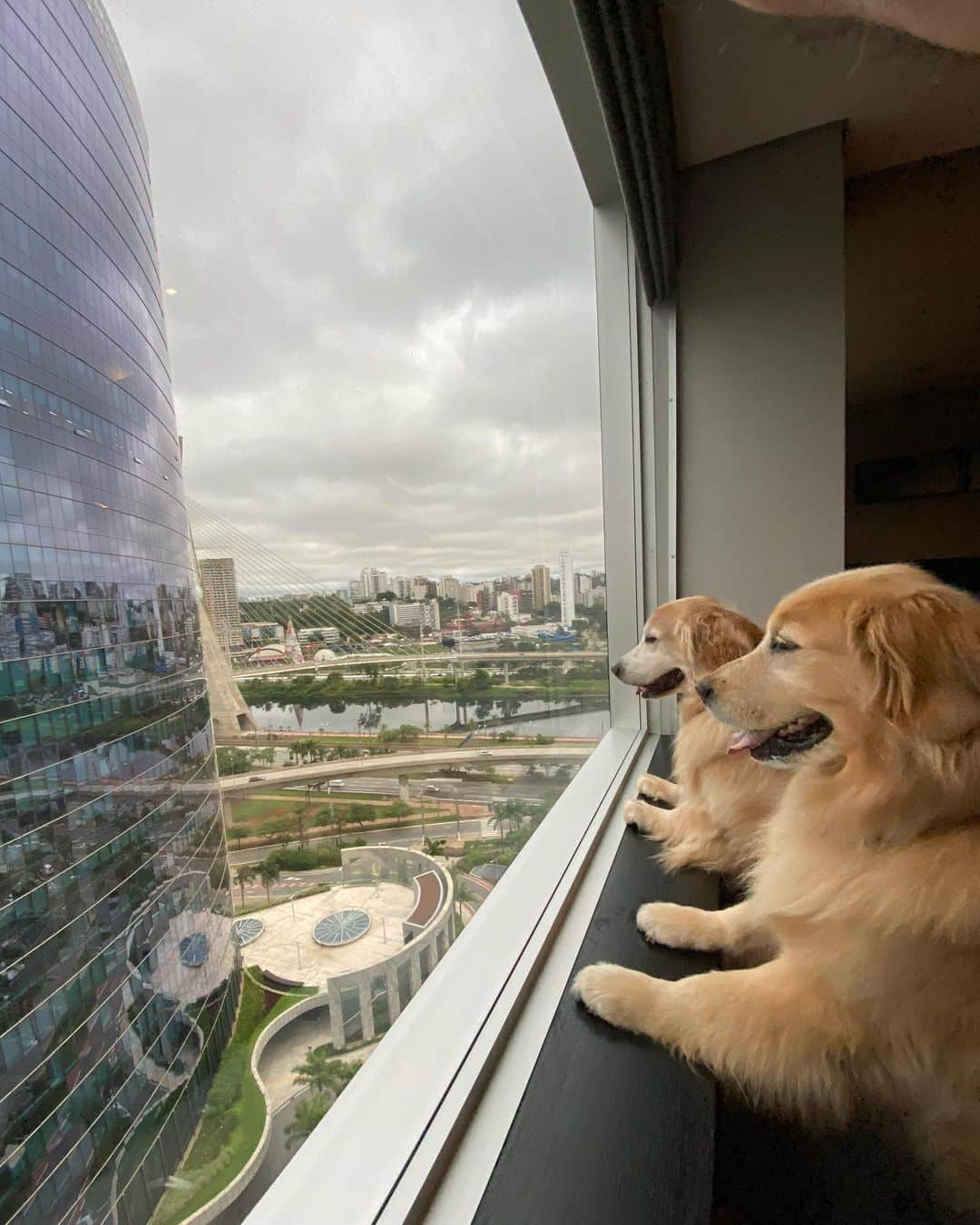 Bobさんのインスタグラム写真 - (BobInstagram)「Começou o #ExpediçõesOlaPetSP  @olapet.friendly e nossa primeira visita é no @hiltonsaopaulo , Hotel Petfriendly! Acompanhe nos stories como está sendo nossa hospedagem por aqui 🐾🐾 . #ExpediçõesOlaPet #ExpediçõesOlaPetSP #HyundaiPets . Destino: São Paulo . #hotelpetfriendly #hotelpetfriendlysp #destinos #dicasdeviagem #viagemcompets #dogs #doglovers #saopaulo #sp #gastronomia #hotelaria #turismo #pets #vejasp #olapetfriendly #instagram #instagramers」12月6日 8時17分 - bob_marley_goldenretriever