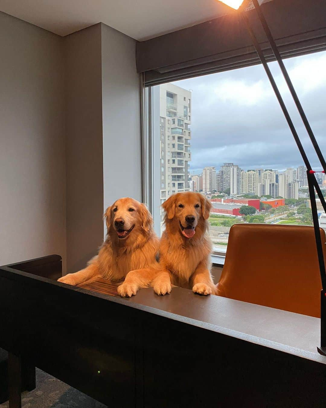 Bobさんのインスタグラム写真 - (BobInstagram)「Começou o #ExpediçõesOlaPetSP  @olapet.friendly e nossa primeira visita é no @hiltonsaopaulo , Hotel Petfriendly! Acompanhe nos stories como está sendo nossa hospedagem por aqui 🐾🐾 . #ExpediçõesOlaPet #ExpediçõesOlaPetSP #HyundaiPets . Destino: São Paulo . #hotelpetfriendly #hotelpetfriendlysp #destinos #dicasdeviagem #viagemcompets #dogs #doglovers #saopaulo #sp #gastronomia #hotelaria #turismo #pets #vejasp #olapetfriendly #instagram #instagramers」12月6日 8時17分 - bob_marley_goldenretriever