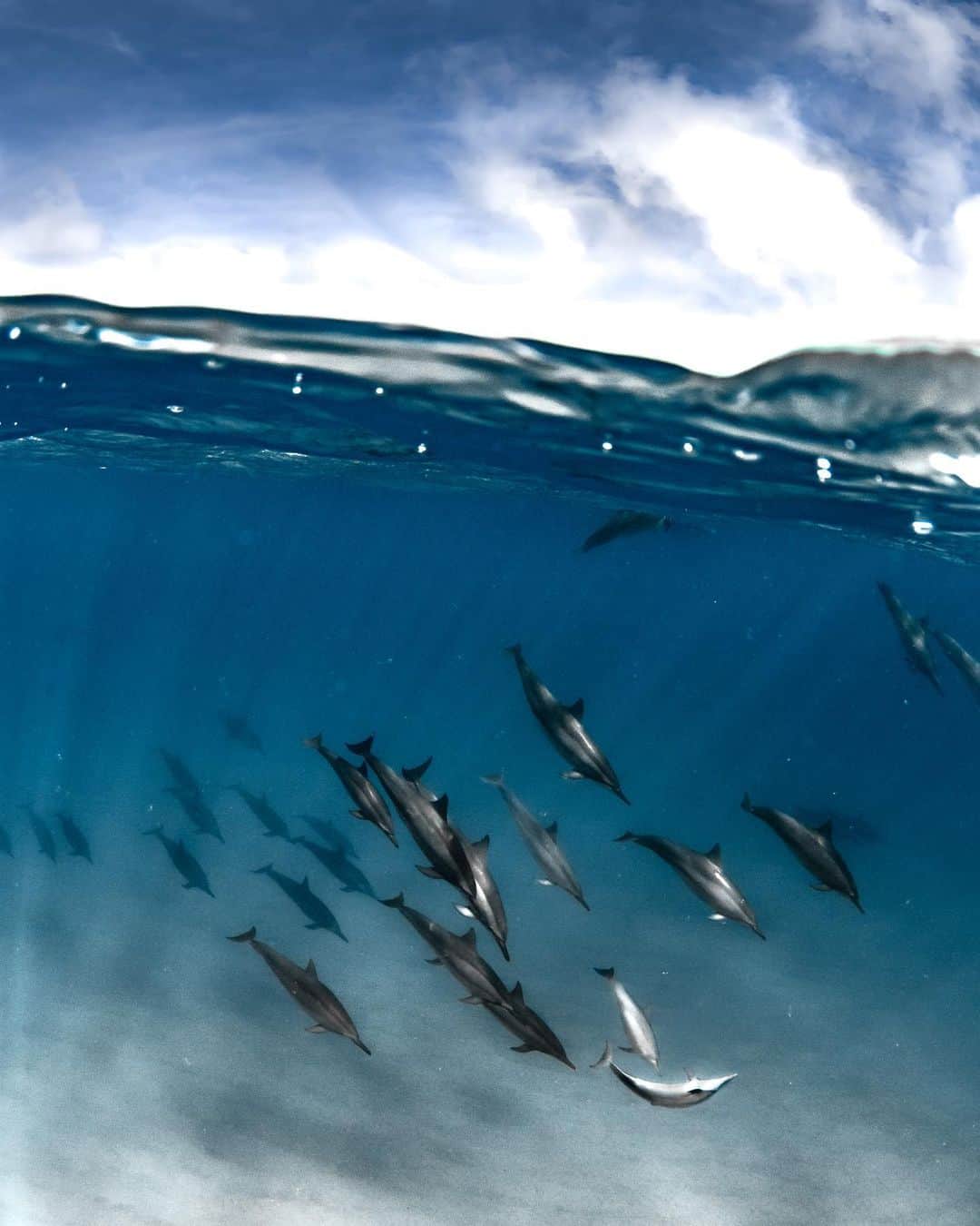 And Youのインスタグラム：「Just a pod of dolphin living their best life  . . . . .  #sealife #staysalty #underwaterphotography #water_of_our_world #padi #madeofocean #adventureculture #saveouroceans #offshore #saltlife #staysalty #sealife #water_of_our_world #theglobewanderer #madeofocean #welivetoexplore #thewavecave #ic_water #livingonearth #offshore #hawaiian #hawaiiunchained #hawaiilife #nakedhawaii #hawaiistagram #hawaiitag #canonphotos #canoneos #canonrebel #canonphotographer」