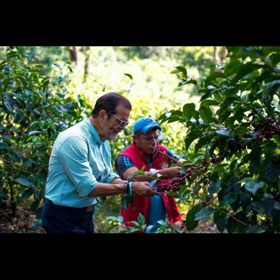 Mel Coffeeさんのインスタグラム写真 - (Mel CoffeeInstagram)「Panama Geisha! Panama Geisha Aurora  パナマ　ゲイシャ　アウロラ  Light Roast / 浅煎り このパナマゲイシャのアウロラ農園は2017年より毎年買い付けているお豆で、今年のオファーサンプルもとても良く、私たち好みのゲイシャのコーヒーです。 アウロマル・ファームは、アウロラ農園を運営するブレナス一家とミルを運営する  エレタ一家の2家族によるプロジェクトです。農園とミルが協力する事で、より精度を上げた高品質なゲイシャコーヒーの生産を行う事、そして農園に従事する人々の生活や教育環境の向上や環境への負荷軽減に努めようと2006年にプロジェクトを立ち上げました。アウロラ農園はパナマ西部、隣国コスタリカ国境から2キロのところにあります。 2006年にスタートしたこのコーヒー農園は30haありますが、そのうち半分が自然林として残され、コーヒー栽培エリアでも多くの自生の木々をシェードツリーに残しています。年間降水量は3500mmと、コーヒーの栽培環境としてはかなり多いですが、この環境がゲイシャのフレーバーを引き立てるテロアールになっているとも言われます。 アウロラ農園ゲイシャ・ナチュラルは2014年から作り始めたコーヒーです。天日乾燥場から800ｍ以内にある栽培エリアで注意深く手摘みされた完熟のゲイシャ・チェリーだけを使い、アフリカンベッドで乾燥されます。天日乾燥には20－30日かかります。  特に品質のいい収穫中期、後期のチェリーを使うのもポイントです。 The La Aurora farm started from 2006. Roberto has successed in producing of this exotic geisha coffee with his granddaughter and member of the family.  The coffee has delightful sweetness of the panama geisha coffee variety.  We provide this coffee from 2017 which has been always trusted in its high quality. Taste note: Jasmine, Rose, Melon  味わい：ジャスミン、ローズ、メロン Farm Aurora  Country Panama  Area Chiriquí – Volcán  Process Natural  Variety Geisha  Attitude 1,570 ~ 1,770m  #melcoffeeroasters #panama #panamageisha #ゲイシャ」12月6日 8時22分 - melcoffeeroasters
