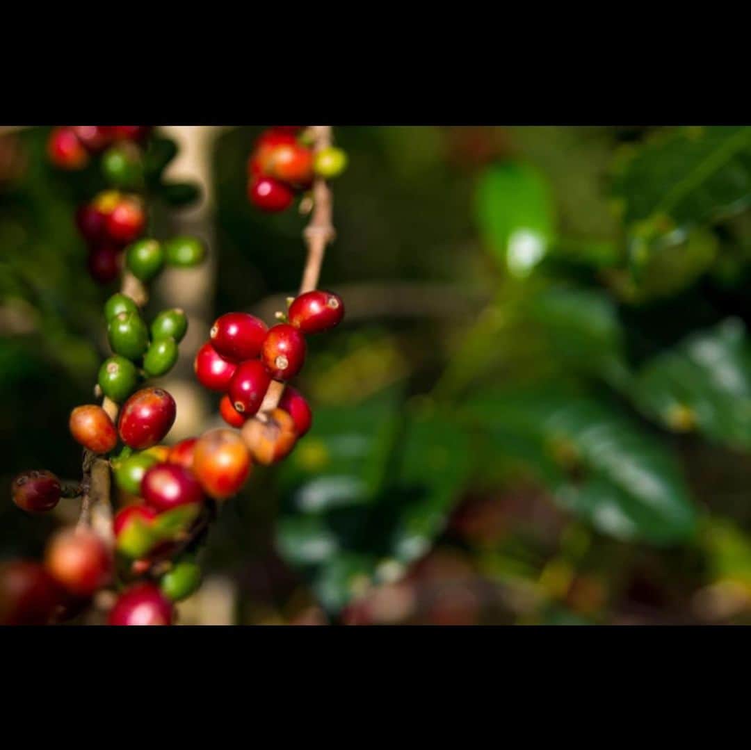 Mel Coffeeさんのインスタグラム写真 - (Mel CoffeeInstagram)「Panama Geisha! Panama Geisha Aurora  パナマ　ゲイシャ　アウロラ  Light Roast / 浅煎り このパナマゲイシャのアウロラ農園は2017年より毎年買い付けているお豆で、今年のオファーサンプルもとても良く、私たち好みのゲイシャのコーヒーです。 アウロマル・ファームは、アウロラ農園を運営するブレナス一家とミルを運営する  エレタ一家の2家族によるプロジェクトです。農園とミルが協力する事で、より精度を上げた高品質なゲイシャコーヒーの生産を行う事、そして農園に従事する人々の生活や教育環境の向上や環境への負荷軽減に努めようと2006年にプロジェクトを立ち上げました。アウロラ農園はパナマ西部、隣国コスタリカ国境から2キロのところにあります。 2006年にスタートしたこのコーヒー農園は30haありますが、そのうち半分が自然林として残され、コーヒー栽培エリアでも多くの自生の木々をシェードツリーに残しています。年間降水量は3500mmと、コーヒーの栽培環境としてはかなり多いですが、この環境がゲイシャのフレーバーを引き立てるテロアールになっているとも言われます。 アウロラ農園ゲイシャ・ナチュラルは2014年から作り始めたコーヒーです。天日乾燥場から800ｍ以内にある栽培エリアで注意深く手摘みされた完熟のゲイシャ・チェリーだけを使い、アフリカンベッドで乾燥されます。天日乾燥には20－30日かかります。  特に品質のいい収穫中期、後期のチェリーを使うのもポイントです。 The La Aurora farm started from 2006. Roberto has successed in producing of this exotic geisha coffee with his granddaughter and member of the family.  The coffee has delightful sweetness of the panama geisha coffee variety.  We provide this coffee from 2017 which has been always trusted in its high quality. Taste note: Jasmine, Rose, Melon  味わい：ジャスミン、ローズ、メロン Farm Aurora  Country Panama  Area Chiriquí – Volcán  Process Natural  Variety Geisha  Attitude 1,570 ~ 1,770m  #melcoffeeroasters #panama #panamageisha #ゲイシャ」12月6日 8時22分 - melcoffeeroasters