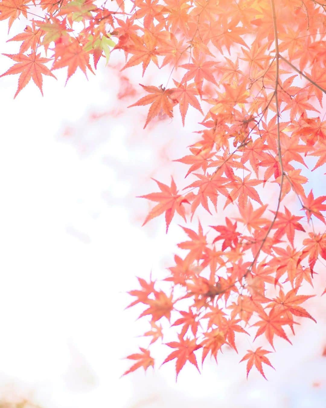 kiccyomuのインスタグラム：「☁️ 2020.12.06 Sun 京都の #紅葉 🍁 嵐山の #常寂光寺 今年も京都の紅葉🍁 素敵でした😊🎉  今週もお疲れ様… 来週も元気に🤗  location #京都 📷撮影 2020年11月21日」