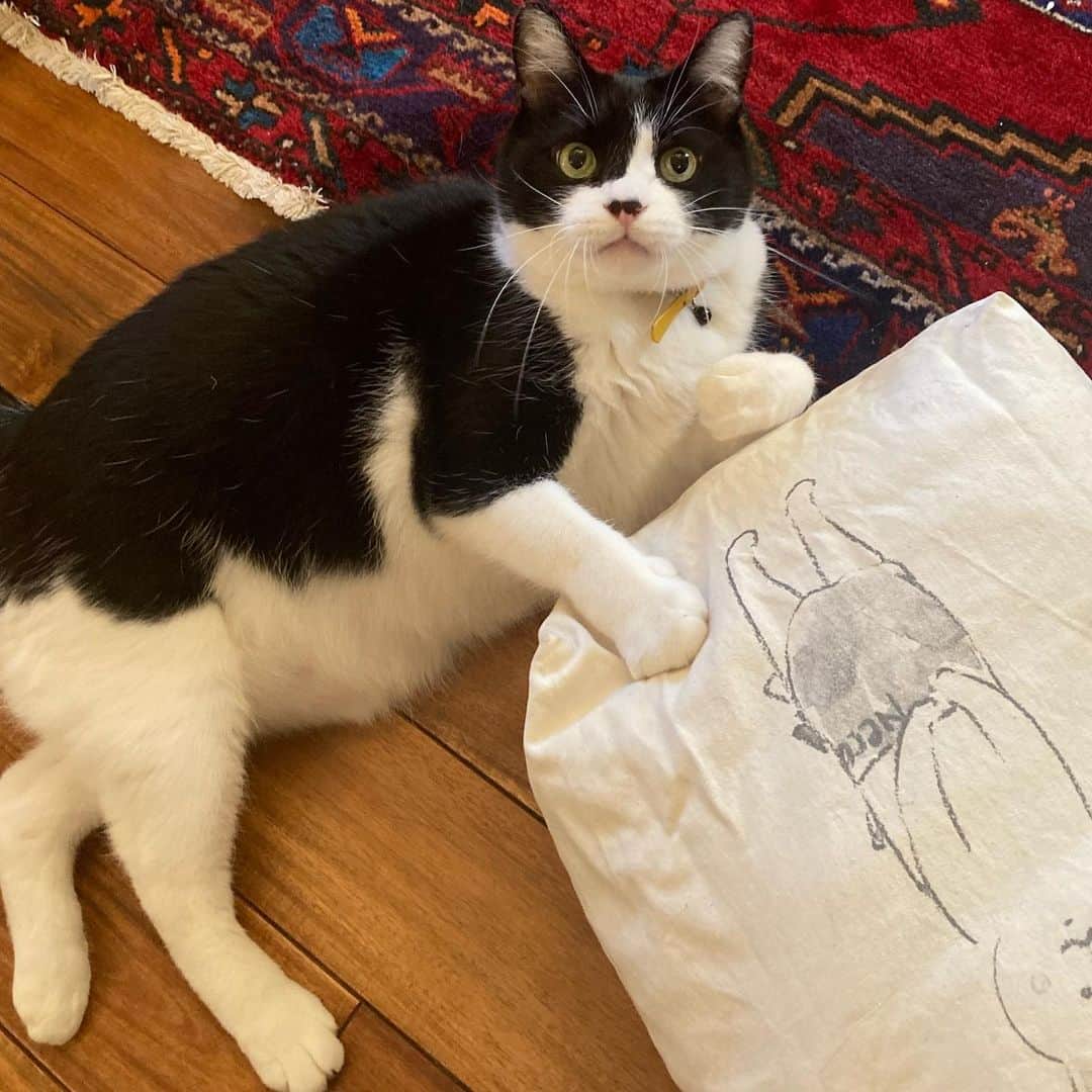 ふうちゃん & カタクリンのインスタグラム：「片村カタ #もはや #猫入ってない #気は利かないタイプの家政婦」