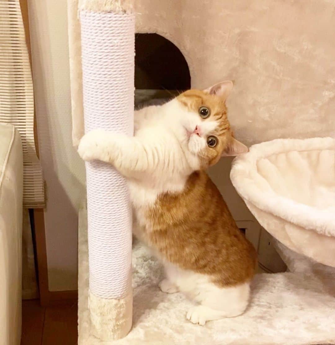 茶太郎 & きなこのインスタグラム：「きなこ💖 ポールダンスの練習してるにゃ😽🎶 Pole dancing is harder than I thought😽🎶💕 #セクチーポーズで #ポールダンス難しいにゃりね #マンチカン#猫#munchkin #cat#catstagram #amazing#ねこ#茶トラ#短足#catsofinstagram#excellent_cats#9gag#cats_of_world_#instacat_meows#bestcats_oftheworld#catsofig#instacat#cats_of_instagram」