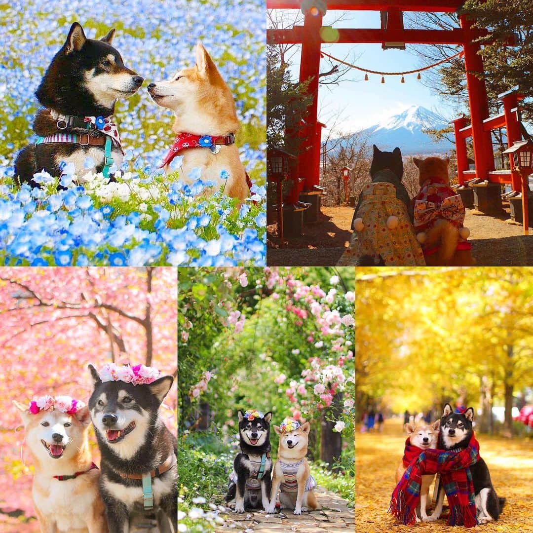 柴犬 けんしろう ゆりあのインスタグラム：「【けんゆりプレゼント企画🎁】  「けんゆりポストカード5種類」を4名の方にプレゼントします🐶🎀🐶もらってやってもいいぞ〜という方はこの投稿のコメント欄に「🙋‍♂️」「🙋‍♀️」「✋」こんな挙手スタンプをどれか残してくださいませ🙋‍♂️🙋‍♀️✋❤️  コメントの返信もなかなかできずな日々でしたが、2020年もみなさんからのコメントやいいね♡にいつもありがとうの気持ちいっぱいでした☺️❤️ 日頃の感謝の気持ち.. 4名の方と限定するのは申し訳ないのですが、プレゼント企画楽しんでもらえたらうれしいです✨  実際のポストカードはスワイプして2枚目をご覧ください😊 3枚目は去年の抽選会でとち狂ったゆりあの動画🤣 もし4名以上の方が希望して下さった場合は今年もこんな風にけんゆりが抽選会を行いますのでよろしくお願いします🐶🐶🙇‍♀️  応募〆切は、12/13(日)でよろしくお願いします！ . . 【ポストカードは @meekoo さんに製作して頂きました❤️】」