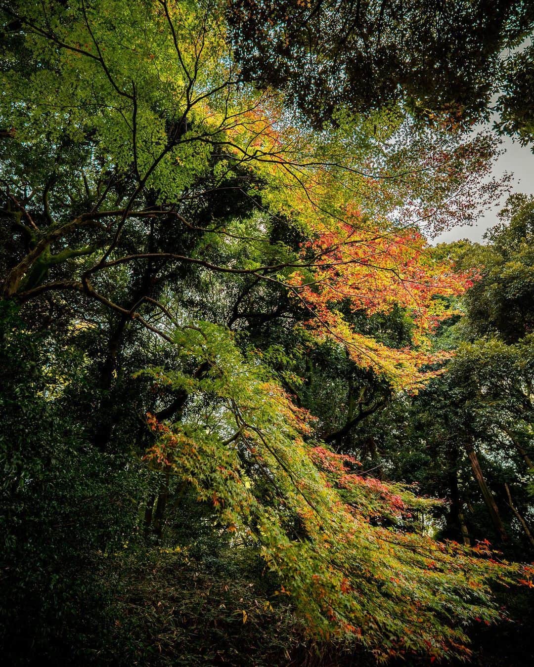 _msy_tのインスタグラム：「The color gradation of the leaves. . 枝垂れ×グラデーション🌿 . . #picoftheday #team_jp #pixlib_jp #visitjapanjp #alpha_newgeneration #sorakataphoto #tokyocameraclub #ap_japan_ #ig_japan #visitjapanjp #retrip_news #art_of_japan_ #photo_jpn #japantravelplanet #hubsplanet #daily_photo_jpn #ptk_japan #wu_japan #japan_daytime_view #gradation #leaves #広がり同盟 #風景 #風景写真 #風景写真部 #グラデーション #葉 #木 #pastpicture」