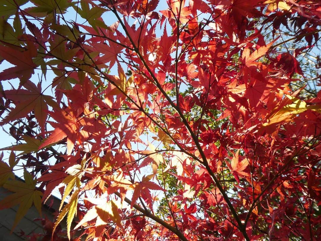 島津咲苗さんのインスタグラム写真 - (島津咲苗Instagram)「🍁  #紅葉 #滑り込み #1週間前 #ギリギリ観られました」12月6日 18時33分 - sanae_shimazu