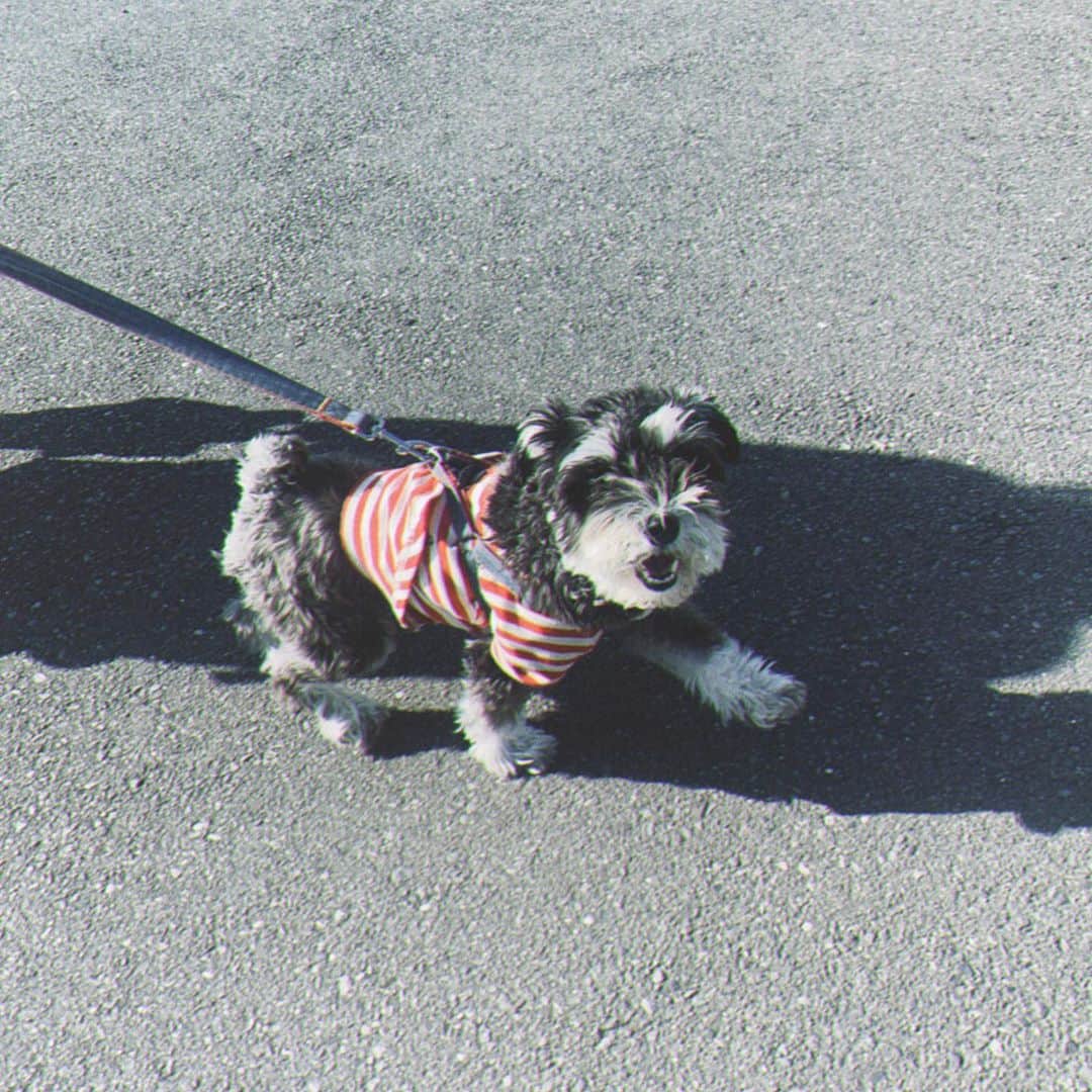 猪鼻ちひろのインスタグラム：「✂️ 癒しof癒し、のふたり。 ハンナ🐶さっぱりスッキリ♡ そうた👦🏻の髪の毛はちょっとわたしが切ったぞ〜う！ #メロオバ日記 #ニジュー#まずは両親に説明 #フォロワーさんのおかげで知れたポーズ #niziu #発音違ったらごめん！ #甥っ子 #2歳男の子 #りんごの皮で眉毛とお髭 #ジィジ #いつも新しくて面白い遊びを教えてくれるね #ハンナ #ミニチュアシュナウザー #みにちゅあしゅなうざー」