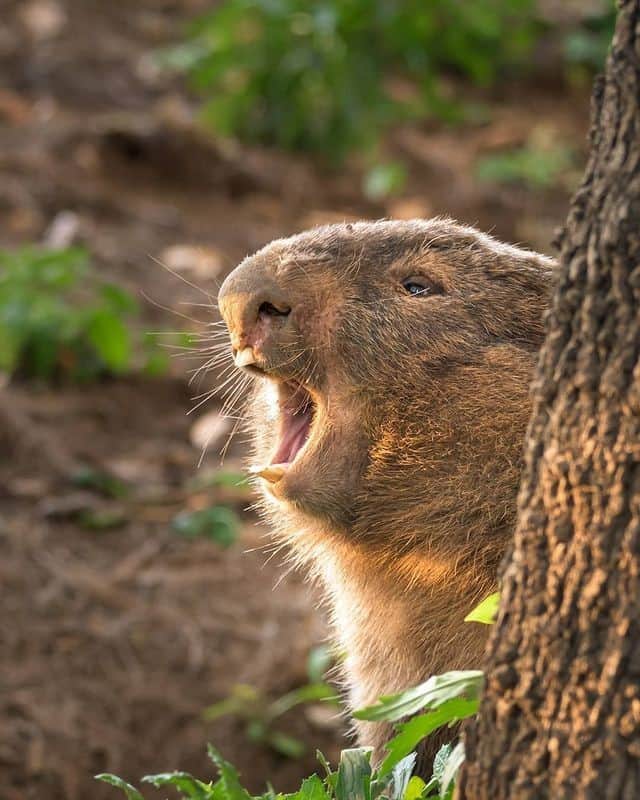 Australiaさんのインスタグラム写真 - (AustraliaInstagram)「"Marge! Dinner’s ready!" 🔔 🍽️ @jjemerson_wildlife caught this furry #wombat making an important announcement in @visitsouthernhighlands. The #SouthernHighlands is just a 90-minute drive from @sydney making it the perfect destination for a @visitnsw weekend escape. Famous for its antique stores, wineries and top tier restaurants, the highlands also offer some amazing opportunities to get back to nature 🌿 A few places to add to your itinerary; Robertson Nature Reserve, the sleeping volcano #MtGibraltar, Belmore Falls, and Fitzroy Falls. #seeaustralia #LoveNSW #NewSouthWales #visitsouthernhighlands #holidayherethisyear」12月6日 19時00分 - australia