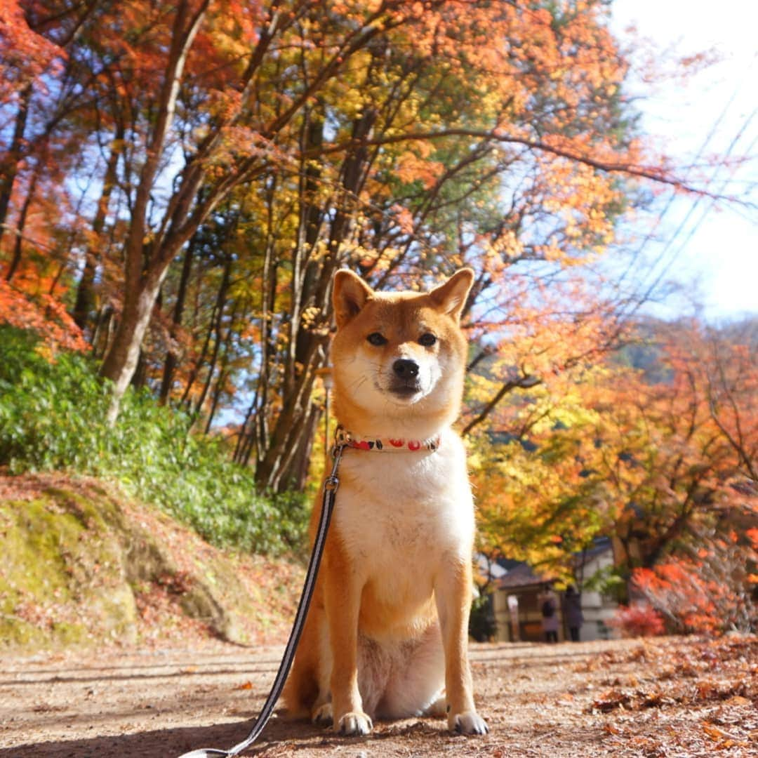 柴犬コマリさんのインスタグラム写真 - (柴犬コマリInstagram)「先週の月曜日、初めて香蘭渓へ🍁 もう紅葉は少なめだったけど、人も少なくてのんびりできました🥰 みたらし団子おいしかった🍡 . #香蘭渓 #紅葉  #柴犬コマリ #柴犬 #日本犬 #いぬのきもち #pecoいぬ部 #pecotv #shiba #shibainu #shibadog #shibalove #shibastagram」12月6日 19時06分 - shibakoma