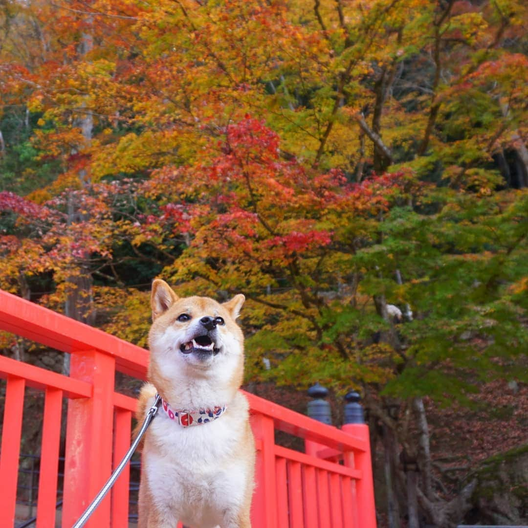 柴犬コマリさんのインスタグラム写真 - (柴犬コマリInstagram)「先週の月曜日、初めて香蘭渓へ🍁 もう紅葉は少なめだったけど、人も少なくてのんびりできました🥰 みたらし団子おいしかった🍡 . #香蘭渓 #紅葉  #柴犬コマリ #柴犬 #日本犬 #いぬのきもち #pecoいぬ部 #pecotv #shiba #shibainu #shibadog #shibalove #shibastagram」12月6日 19時06分 - shibakoma