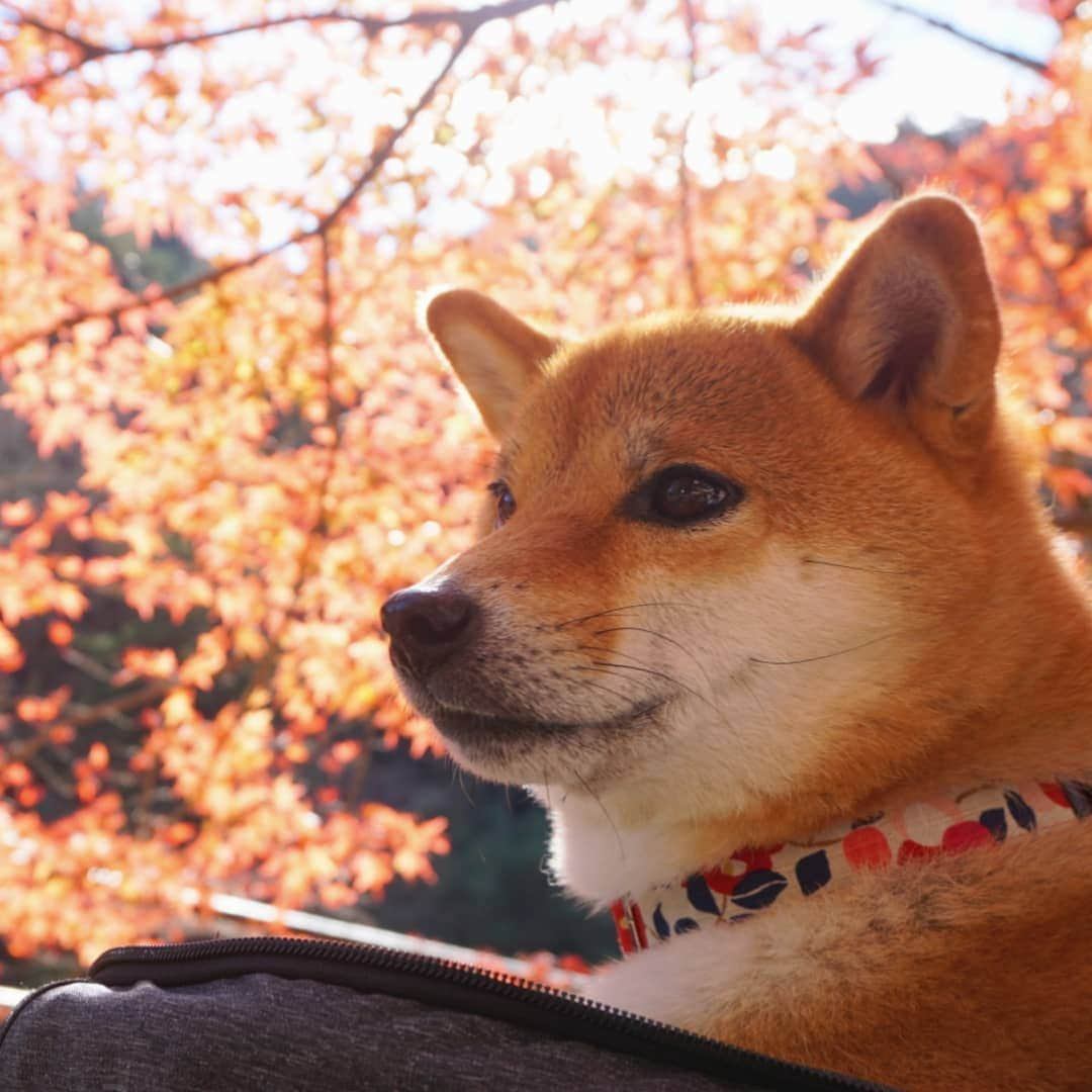 柴犬コマリのインスタグラム：「先週の月曜日、初めて香蘭渓へ🍁 もう紅葉は少なめだったけど、人も少なくてのんびりできました🥰 みたらし団子おいしかった🍡 . #香蘭渓 #紅葉  #柴犬コマリ #柴犬 #日本犬 #いぬのきもち #pecoいぬ部 #pecotv #shiba #shibainu #shibadog #shibalove #shibastagram」