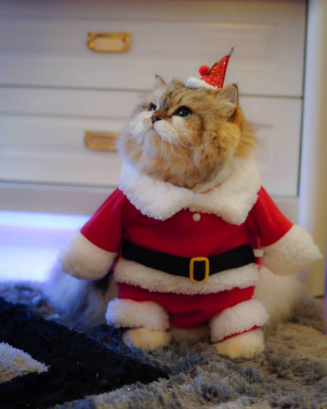 Kenshin & Chloeyのインスタグラム：「🧑‍🎄 (swipe) 🎄 Santa Kenny is coming to town 😸❤ #Santacat#Christmaskitty#wishingyouamerrychristmas」