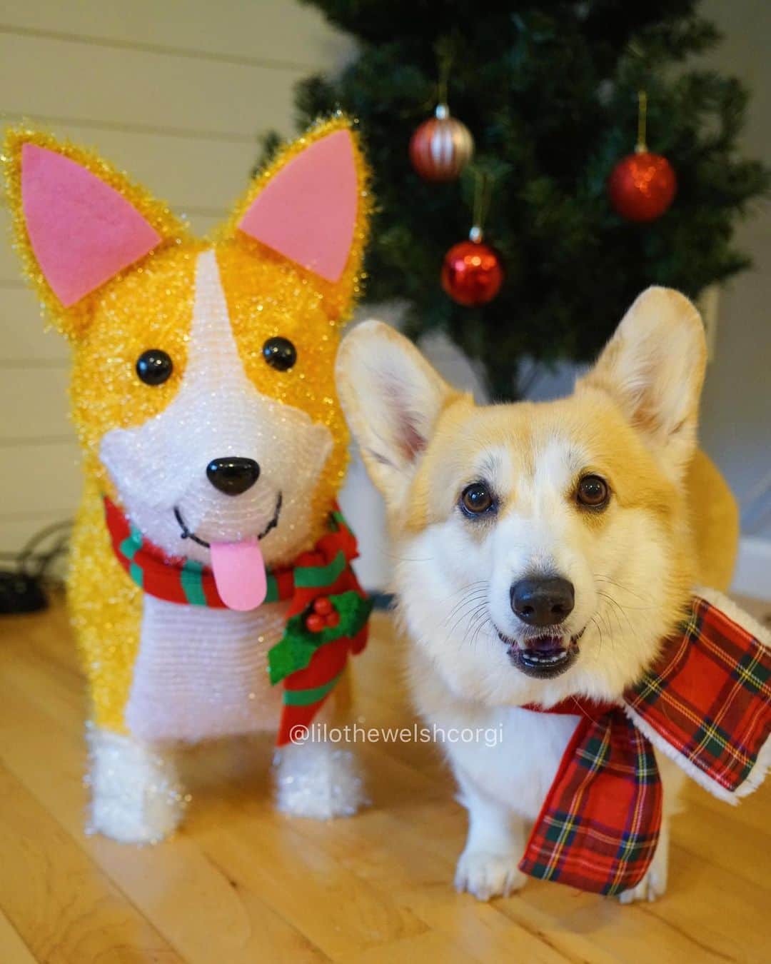 Liloのインスタグラム：「I got a new friend and we match woof! #squadgoals」