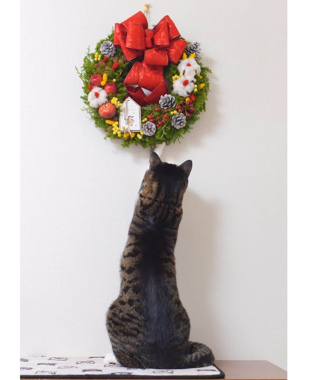 meekooのインスタグラム：「サンタさんの鈴が気になっているのに、控えめに遠くからチョイチョイ😆❣️」