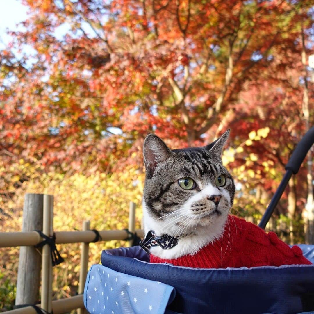 ネコのリキのインスタグラム：「リキちゃんと紅葉😸🍁 めちゃくちゃ綺麗！  #猫と公園散歩 #紅葉 #猫とおでかけ #リキちゃん #YouTubeで毎日動画配信中 #リキちゃんねるで検索してね #猫写真 #キジトラ #キジ猫 #キジ白 #猫のリキちゃん #リキちゃんねる #猫 #ねこ #ねこ部 #にゃんすたぐらむ #にゃんこ #にゃんだふるライフ #autumnleaves #ネコ #ねこのいる生活 #catstagram #instacat #catoftheday #ilovemycat #ねこのきもち #ペコねこ部 #エウレカねこ部 #ねこにすと #peppyフォト部」