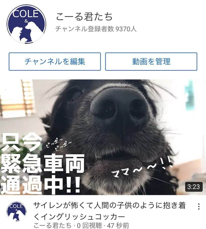 ともさんのインスタグラム写真 - (ともInstagram)「YouTube▶︎こーる君たち　より 撮影の合間に撮り溜めていた、救急車が通り過ぎる時のルッちんの様子をまとめてみました☺️ 遠吠えがほんと可愛いんです❤️是非💕 * #YouTube #こーる君たち　#イングリッシュコッカースパニエル　#遠吠え　#englishcockerspaniel」12月6日 12時12分 - tomowithdog