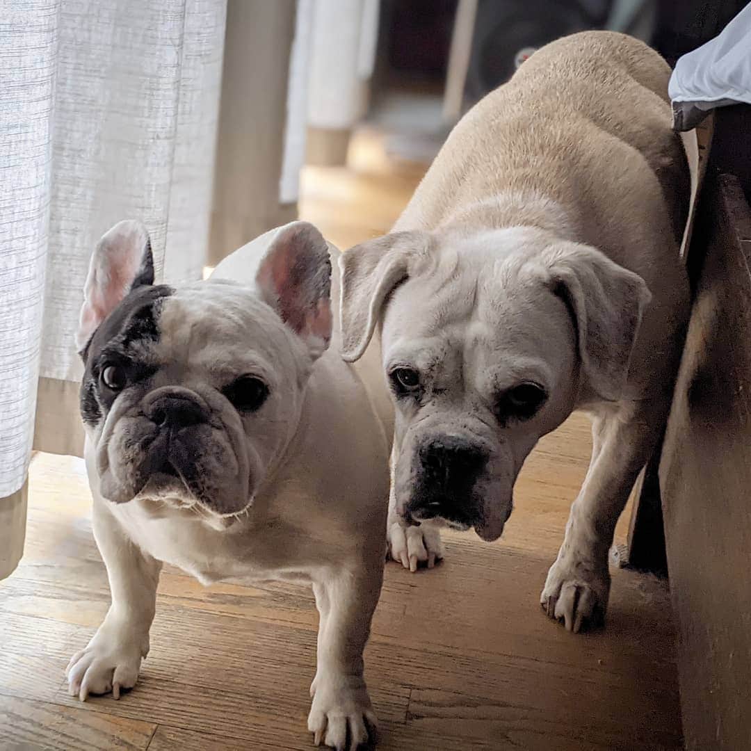 Manny The Frenchieさんのインスタグラム写真 - (Manny The FrenchieInstagram)「We haven't had a snack in a few hours, can't you see we're starving?!! 😤  #hangry」12月6日 12時28分 - manny_the_frenchie