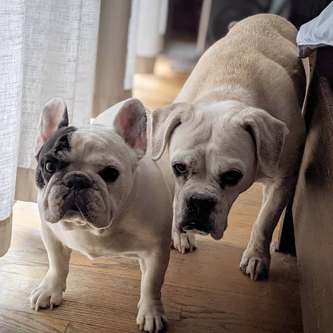 Manny The Frenchieのインスタグラム：「We haven't had a snack in a few hours, can't you see we're starving?!! 😤  #hangry」