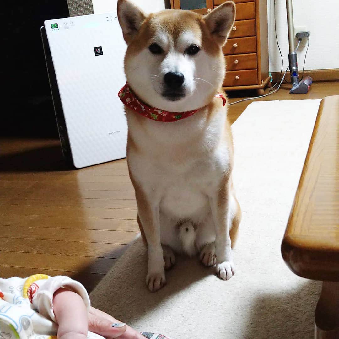 柴犬⭐️サスケのインスタグラム：「こんにちわん #遠くから見守る#💩の匂いは気になる#長男#兄#柴犬#赤柴#わんだフォ #いぬのいる生活 #いぬのいる暮らし #犬ら部 #ふわもこ部 #🐶#🐶📷 #pecoいぬ部 #shibagram #shibasnap #shibastagram #茶助#北海道#柴北会#弟#レガリエ部」