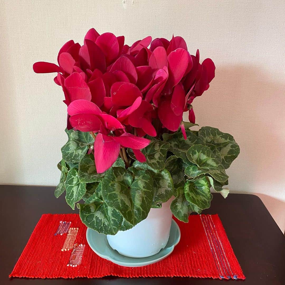 熊谷真実さんのインスタグラム写真 - (熊谷真実Instagram)「今日はお花がいっぱい。 村櫛行って買ってきた。安かったよ。 みんなめっちゃ元気。 見てるだけで時間が経つ日曜日。 可愛いなぁ。生きてるなぁ。 #熊谷真実#お花のある暮らし #花がある生活 #可愛いな#幸せだな#ゆっくりな休日 #大事だな」12月6日 12時42分 - mami_kumagai310