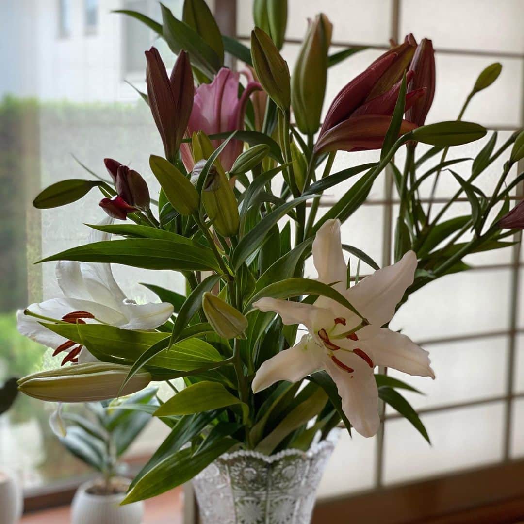 熊谷真実さんのインスタグラム写真 - (熊谷真実Instagram)「今日はお花がいっぱい。 村櫛行って買ってきた。安かったよ。 みんなめっちゃ元気。 見てるだけで時間が経つ日曜日。 可愛いなぁ。生きてるなぁ。 #熊谷真実#お花のある暮らし #花がある生活 #可愛いな#幸せだな#ゆっくりな休日 #大事だな」12月6日 12時42分 - mami_kumagai310
