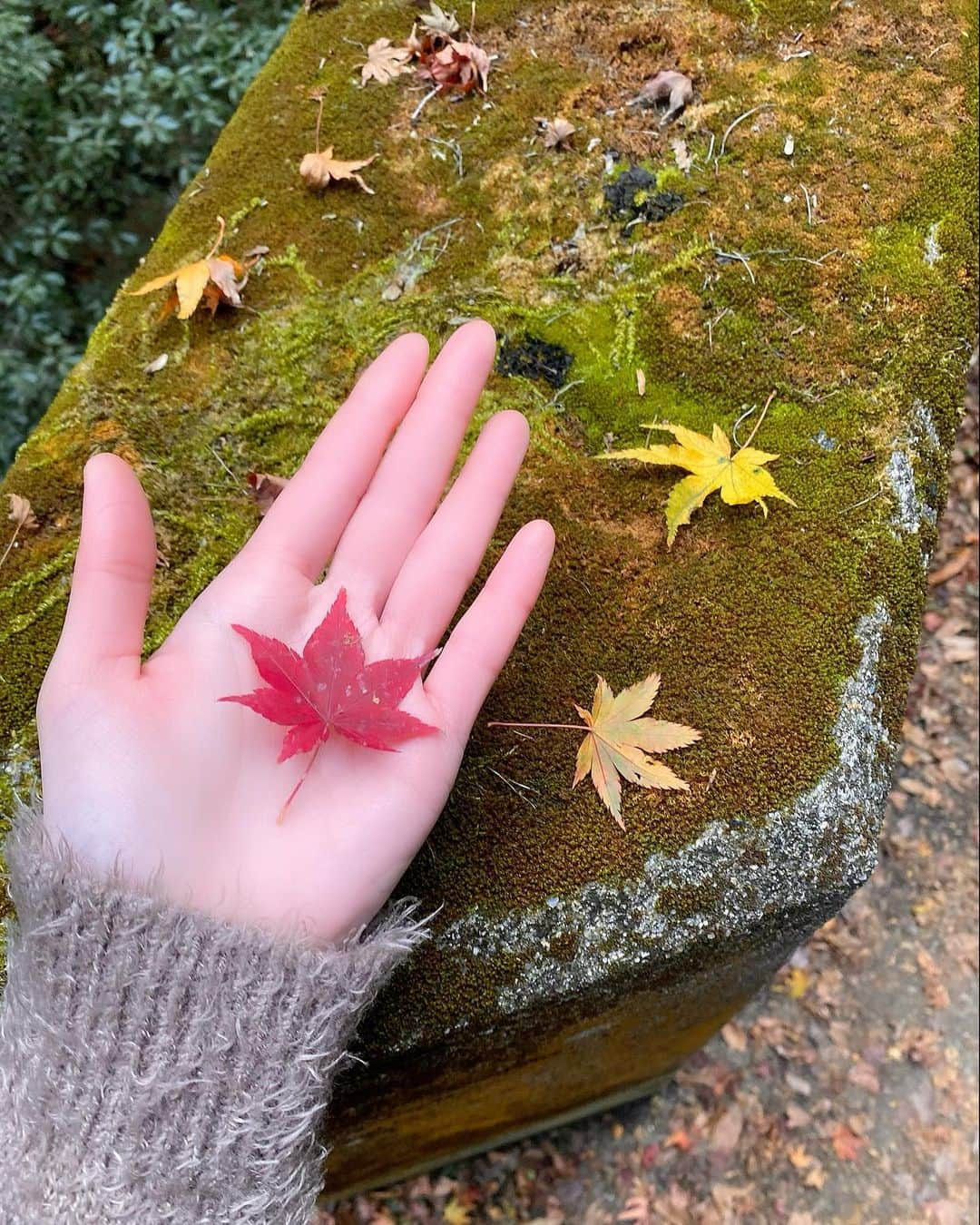 Erenaさんのインスタグラム写真 - (ErenaInstagram)「🍁🍂Autumn leaves🍂🍁 Beautiful leaves fell on the palm of my hand. キレイなモミジが手のひらに舞い降りてきた☺️📚 . #autumnleaves#japan#fourseasons#determination#strong#power#future#happy#bright#light#color#紅葉#四季#日本#写真#風景#修行#マイナスイオン」12月6日 13時05分 - o1.erena.1o_