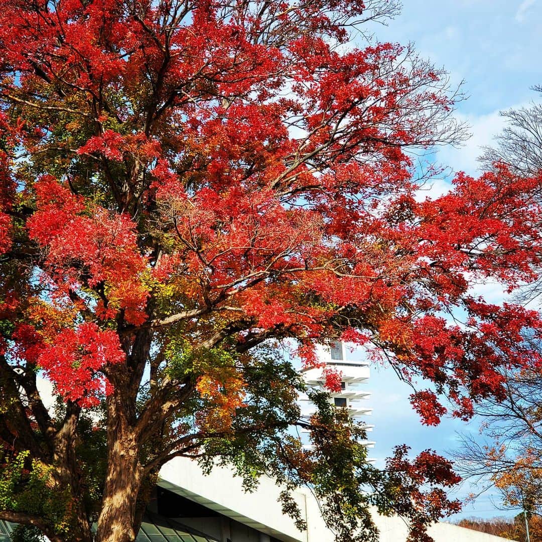 ANI さんのインスタグラム写真 - (ANI Instagram)「#駒沢公園」12月6日 13時08分 - sdp_ani