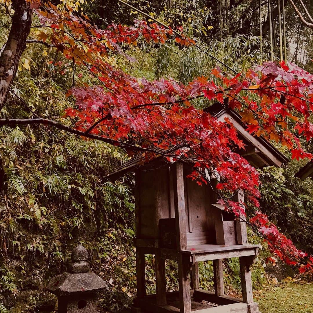 土屋眞弓さんのインスタグラム写真 - (土屋眞弓Instagram)「灯台から出雲に向かう途中、観光客も訪れる事もあまりないような、通り過ぎてしまうような川の辺りにひっそりとお祀りされるお社⛩ 空気がピンと張り詰めている岩坪  那賣佐神社もひっそりと佇むお社 色の無いこの世界に紅葉の紅がより一層鮮やかにそして静かに 神様に寄り添っているかの様🍁  #岩坪 #那賣佐神社 #紅葉 #神在月 #須佐之男命 #大国主命 #葦原醜男命」12月6日 13時11分 - mayumi.vivian