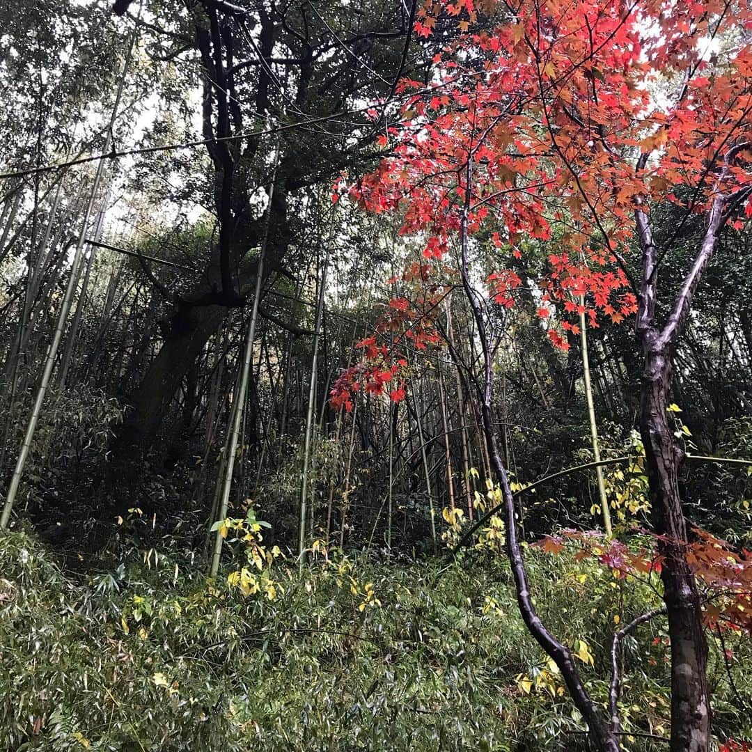 土屋眞弓さんのインスタグラム写真 - (土屋眞弓Instagram)「灯台から出雲に向かう途中、観光客も訪れる事もあまりないような、通り過ぎてしまうような川の辺りにひっそりとお祀りされるお社⛩ 空気がピンと張り詰めている岩坪  那賣佐神社もひっそりと佇むお社 色の無いこの世界に紅葉の紅がより一層鮮やかにそして静かに 神様に寄り添っているかの様🍁  #岩坪 #那賣佐神社 #紅葉 #神在月 #須佐之男命 #大国主命 #葦原醜男命」12月6日 13時11分 - mayumi.vivian