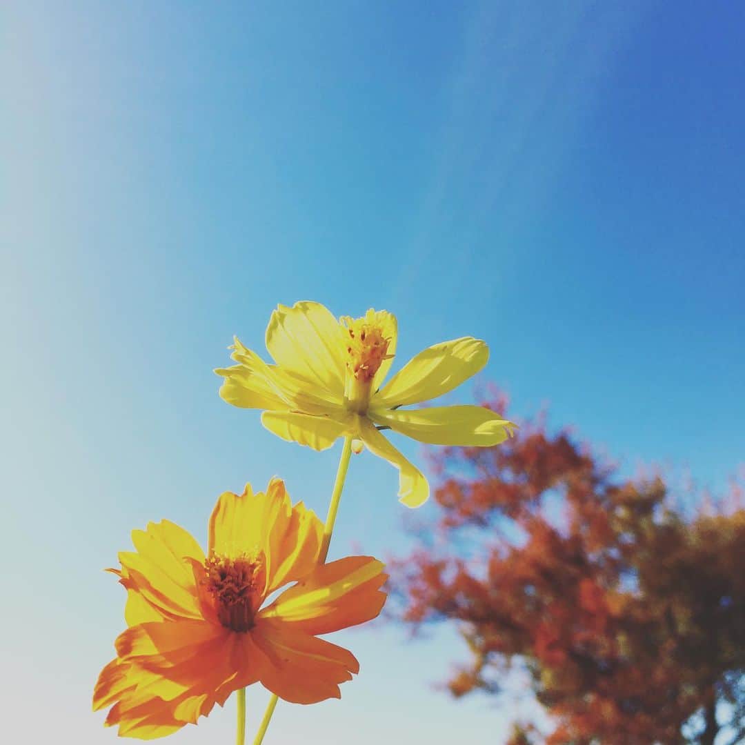 平野由実のインスタグラム：「公園日和 雲ひとつない青空 気持ちいい風 オンブバッタがたくさん  #🌼 #お花 #花 #なんて花だろう」