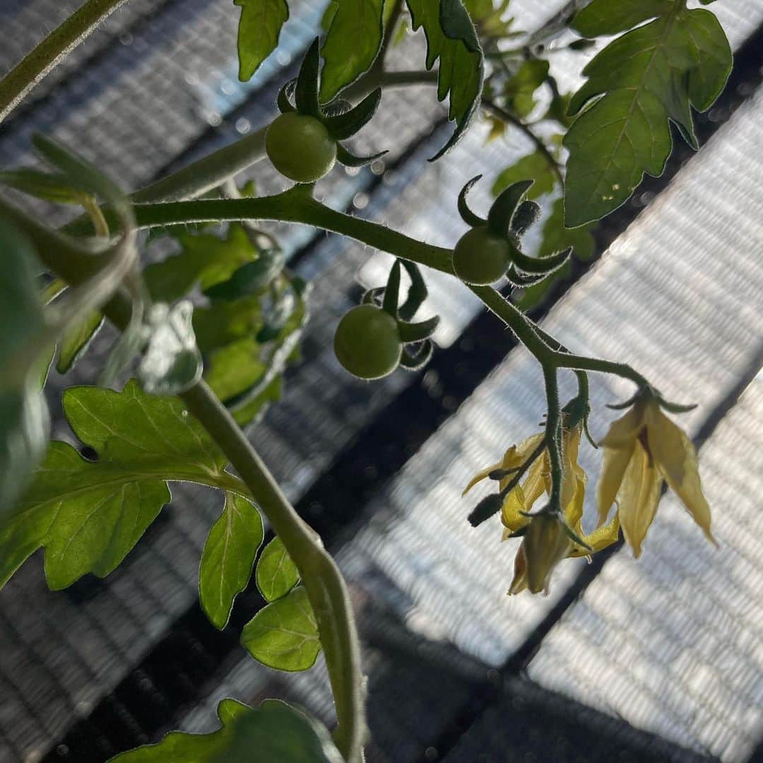 田井弘子さんのインスタグラム写真 - (田井弘子Instagram)「晴れた〜☀️  昨日が嘘のよう〜(撮影濡れて寒かった😅)  #プチトマト サラダ用に買って食べてたプチトマトの種を夏にそのまま、土に植えてみたら…  しっかり育って、今頃ですが実を付けました⁉️  しかし、植える時期間違っちゃってちょっとかわいそう💦 今日みたいな日が続けば良いけど。。。  でも、引き続き見守ってやりたいと思います。 赤くなるかなぁ。」12月6日 13時36分 - hirokotai
