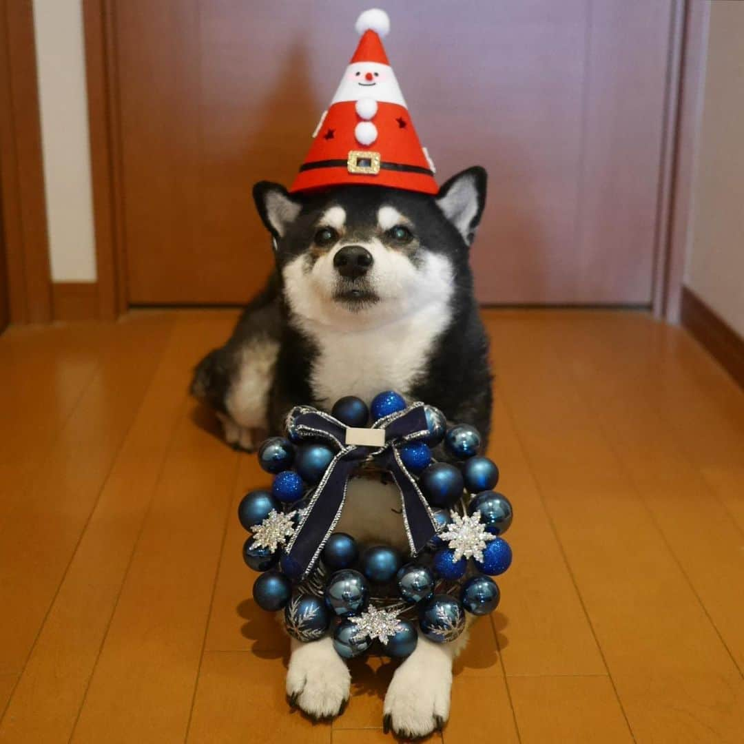 くろさんのインスタグラム写真 - (くろInstagram)「🎄クリスマスやらされ豆🎅 #クリスマス犬 #christmasdog  #shibainu #shibadog #kuroshiba #blackshiba #shibastagram #instadog #dogstagram #柴犬 #黒柴 #イッヌ #犬かわいいよ #犬かわいいぬ #わんこと一緒 #柴犬と一緒 #黒柴と一緒 #イッヌと一緒 #コスプレ犬 #されるがまま犬 #モデル犬 #オファーお待ちしております」12月6日 13時43分 - m6bmw