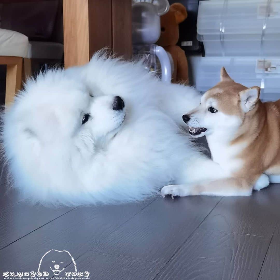 のインスタグラム：「😂😂😂 #cute #dog #doglover #dogsofinstagram #dogoftheday #dogofthedayjp #dogstagram #fluffy #hkig #hongkong #ilovemydog #instadog #instagood #instamood #instagraphy #shibainu #samoyedoninstagram #pet #petlovers #petsofinstagram #petstagram #photooftheday #puppy #pupsofinstagram #samoyed #samoyedsofinstagram #webstagram #犬 #サモエド」