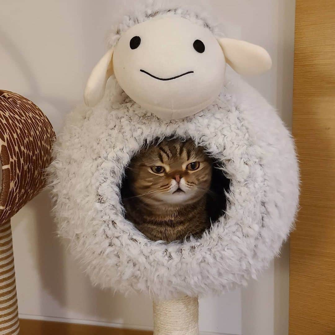 Aww Clubさんのインスタグラム写真 - (Aww ClubInstagram)「Me waiting for Winter to be over⠀ ⠀ 📷@claire_luvcat⠀ ⠀ #meowed #claireluvcat #catbed #sheep #루루」12月6日 14時00分 - meowed