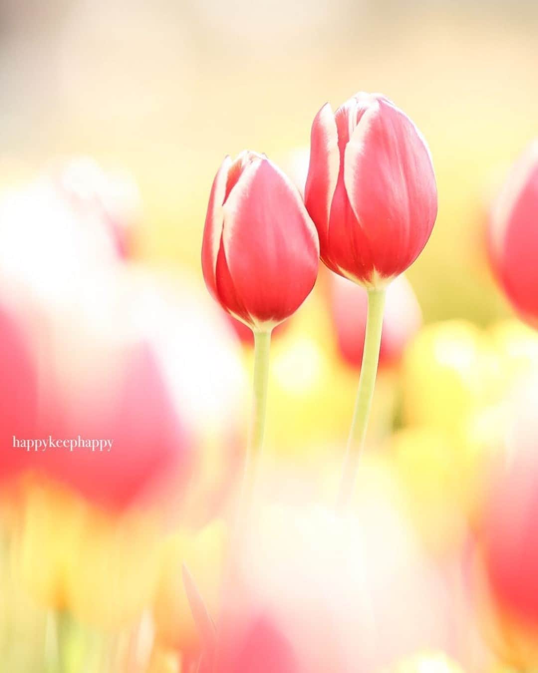 花の写真館のインスタグラム：「Photo by @happykeephappy.⠀ https://instagram.com/happykeephappy/⠀ .⠀ Original Post[投稿いただいたURL]⠀ https://www.instagram.com/p/B7j55OuADPT/⠀ .⠀ 本アカウントは、 #私の花の写真 をつけてInstagramに投稿された皆さまの花の写真や、「花の写真館」Facebookページで投稿された花の写真を紹介します。⠀ 「花の写真館」Facebookページは、「 @floral.photograph 」のプロフィールにあるURLからご覧ください。⠀ .⠀ ※各自、政府、自治体など公的機関の指示に従った行動をお願いします。⠀⠀ 東京カメラ部および分室では、写真を「見る楽しみ」を提供することを通して、微力ながら皆様にわずかな時間でも癒しをお届けしたいと思っております。⠀ ※本アカウントは東京カメラ部がFacebook、Instagramのサービスを利用して運営しているもので、Facebook社・Instagramとは一切関係ありません。⠀ .⠀ #花の写真館 #floralphotograph #floralphoto #flower #flowers⠀ Follow: @floral.photograph」
