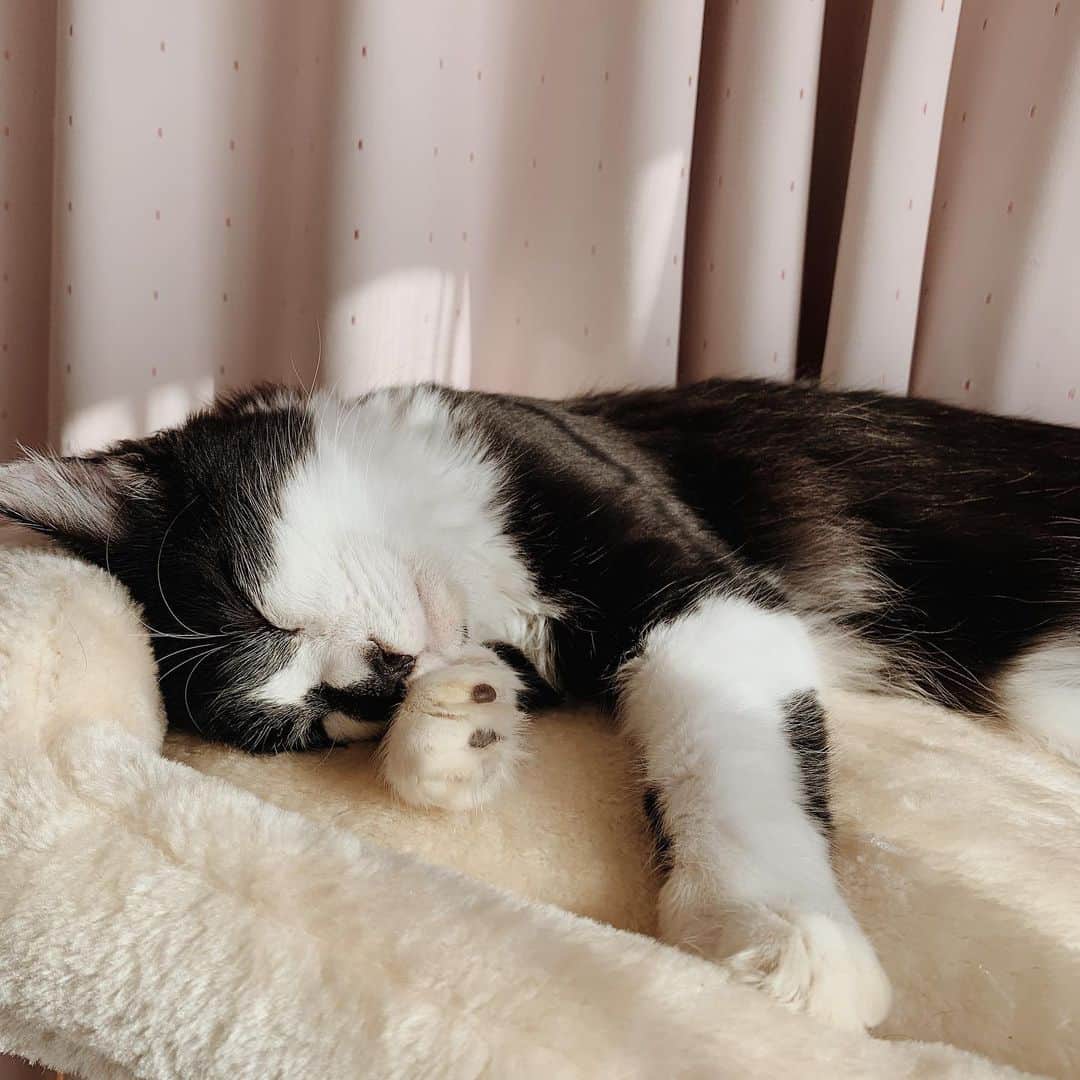 奥村真友里さんのインスタグラム写真 - (奥村真友里Instagram)「つられて眠くなる😪 #猫#ねこ#cat#子猫#白黒猫」12月6日 14時03分 - mayuri_okumura
