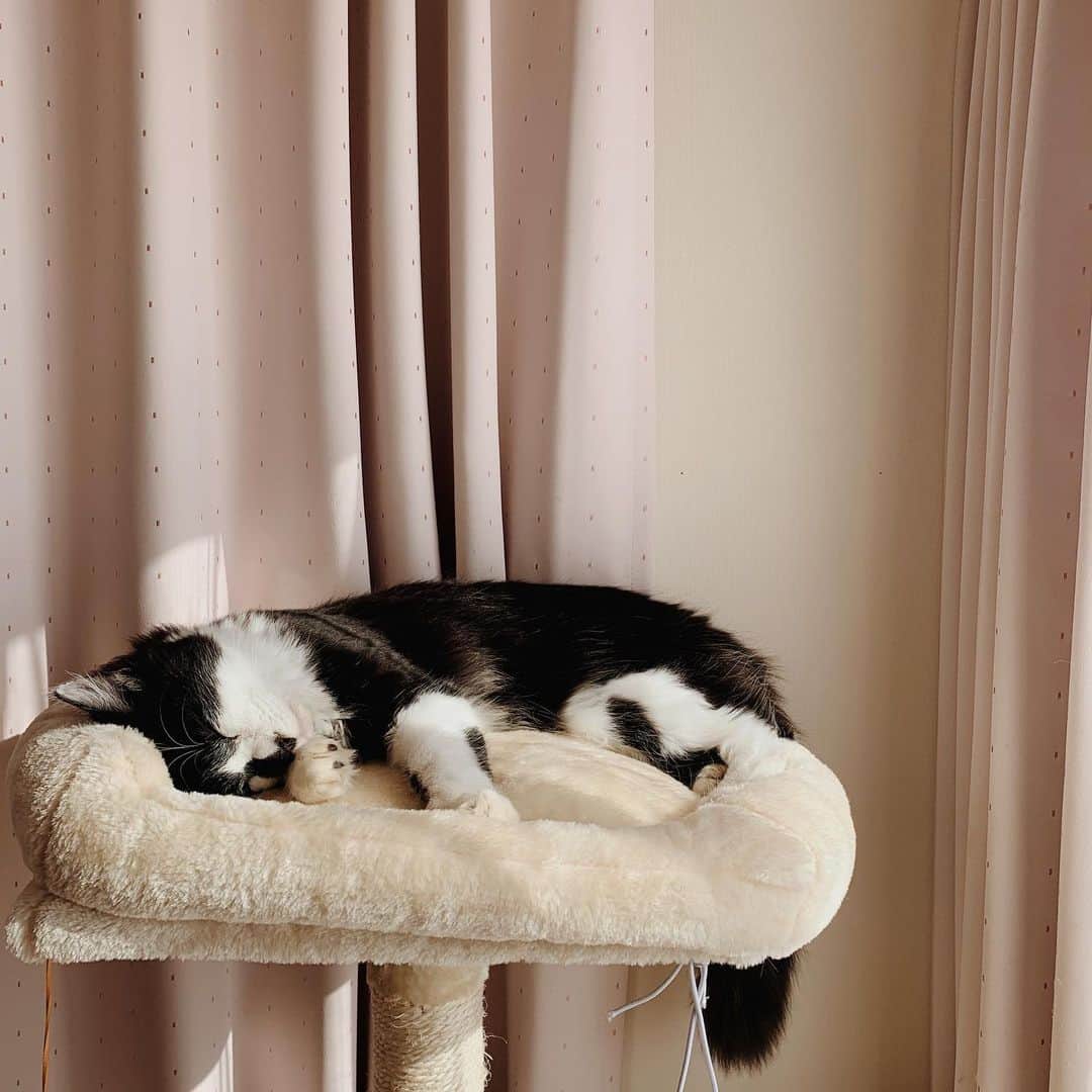 奥村真友里さんのインスタグラム写真 - (奥村真友里Instagram)「つられて眠くなる😪 #猫#ねこ#cat#子猫#白黒猫」12月6日 14時03分 - mayuri_okumura