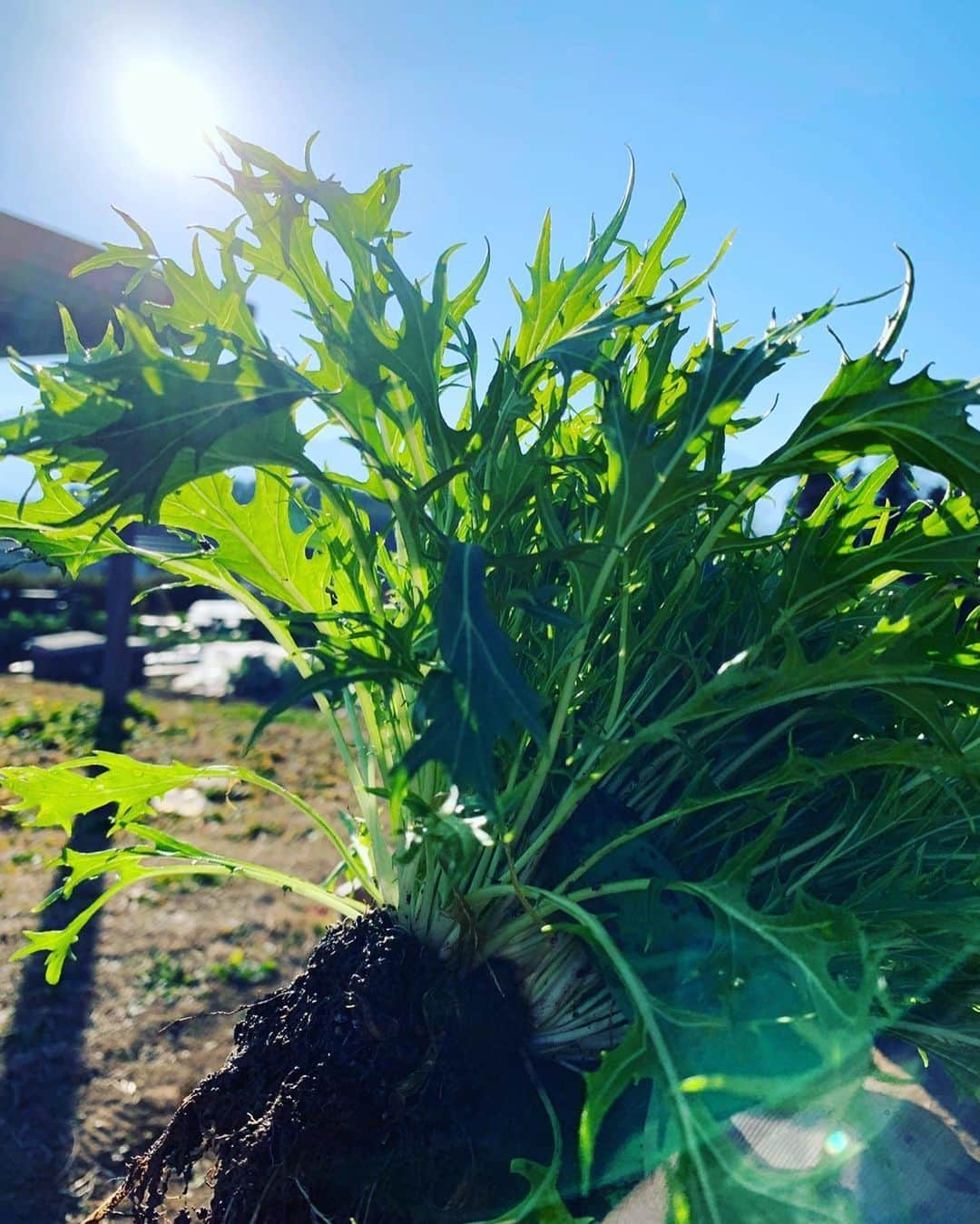 浅見れいなさんのインスタグラム写真 - (浅見れいなInstagram)「畑に行ってきました❤️ 初収穫は水菜🌱 作業着も新調して楽しすぎる😊 水菜の美味しいレシピってありますか？？ #農業#畑」12月6日 14時13分 - reina_asami