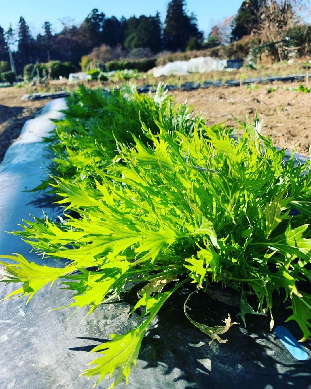 浅見れいなさんのインスタグラム写真 - (浅見れいなInstagram)「畑に行ってきました❤️ 初収穫は水菜🌱 作業着も新調して楽しすぎる😊 水菜の美味しいレシピってありますか？？ #農業#畑」12月6日 14時13分 - reina_asami