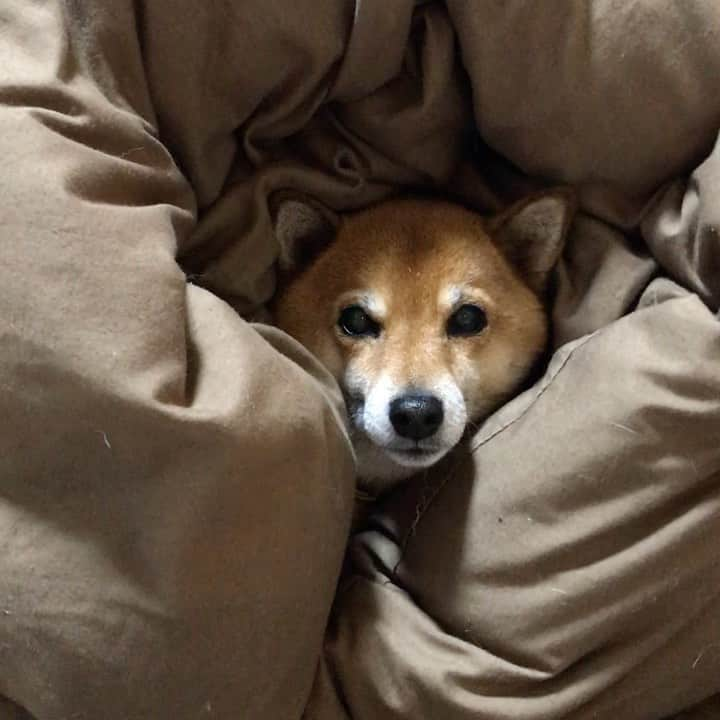 柴犬はなこ Shibainu Hanakoのインスタグラム：「やらせチョココロネ🥐 #shiba #dog #shibainu #犬 #柴犬 #やらせ」