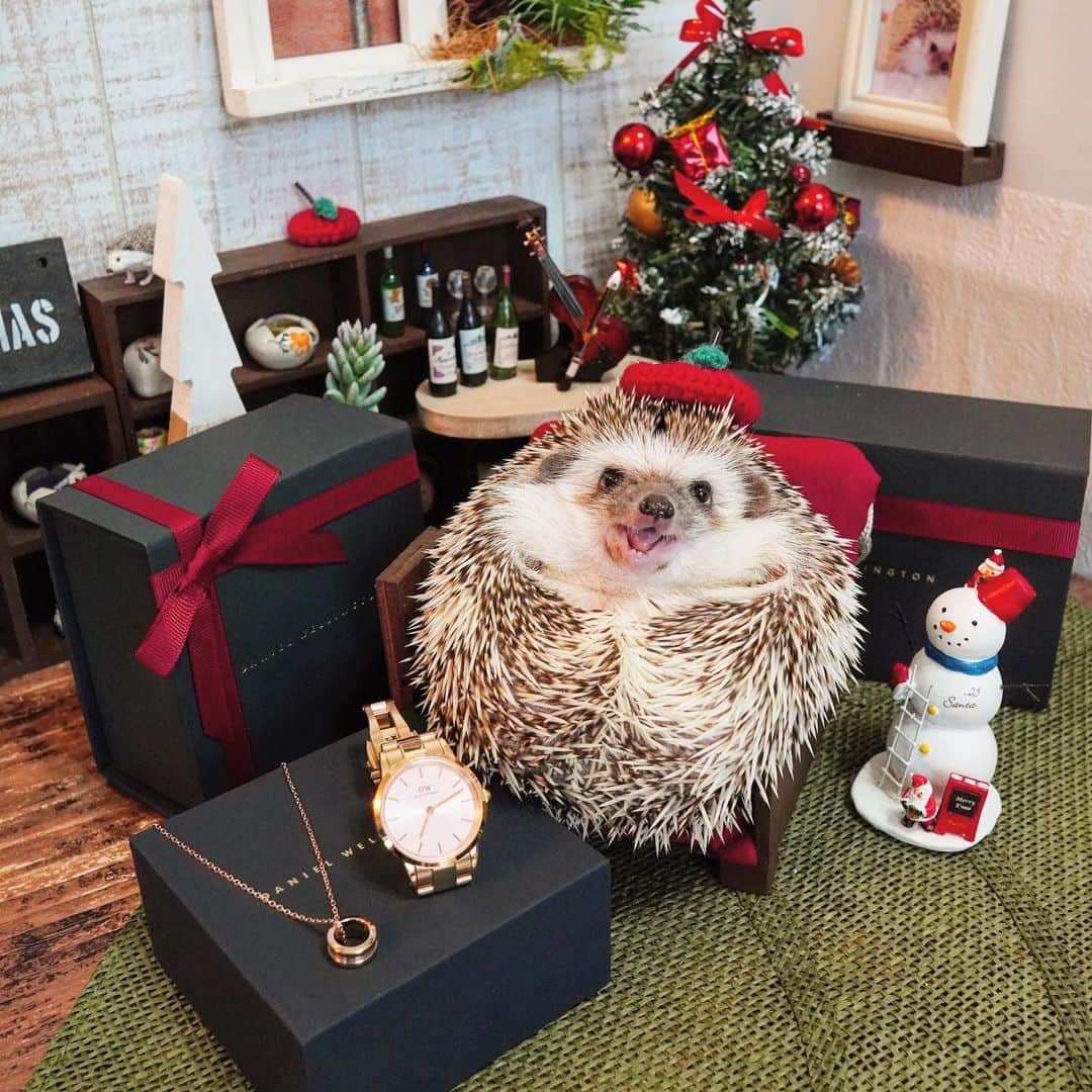 RONさんのインスタグラム写真 - (RONInstagram)「ラニちゃん早くもクリスマスプレゼントをもらってご満悦の様子😄🎄  ダニエルウェリントンの腕時計はとってもシンプルでつけ心地も良くて誰にでもおすすめできます。 家族や友人、自分へのご褒美としてクリスマスプレゼントにしてみてはいかがでしょうか。  ★Daniel Wellingtonクリスマスキャンペーン実施中！  公式サイトhttps://www.danielwellington.com/jp/やDW直営店舗にて二点以上お買い上げで25％OFFになります！全品対象！  特別ギフトラッピングも無料提供！  15％OFFクーポンコード【harichan】の併用でさらにお得！  #DWクリスマス #ハリネズミのラニ #ハリネズミ #はりねずみ #ハリネズミのいる暮らし #ハリフル #モフモフ部 #hedgie #hedgehog #hedgehogs #hedgehoglove #hedgehogsofinstagram #Igel #hérisson #riccio #erizo #lani #pr」12月6日 15時08分 - ron_hari