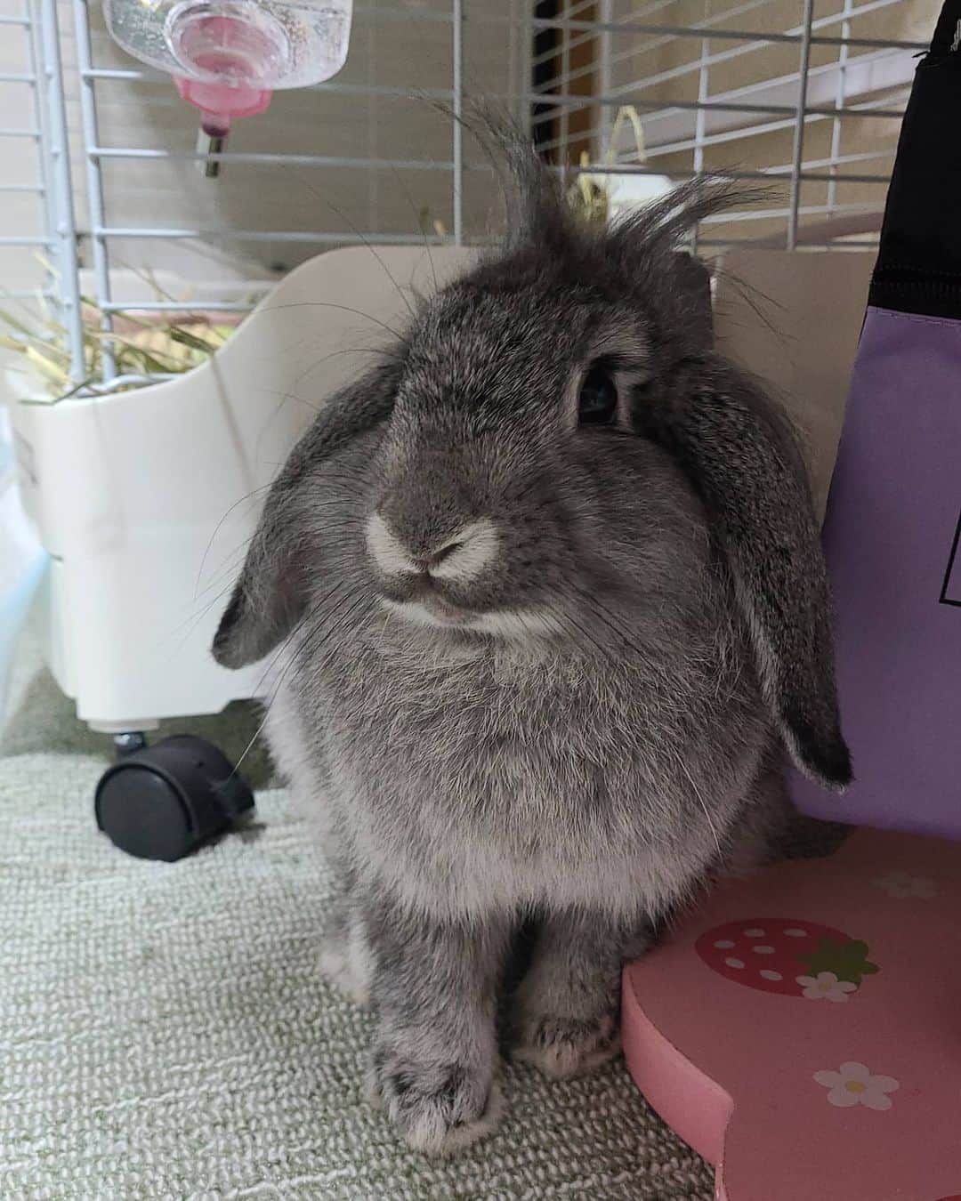 三宅裕子さんのインスタグラム写真 - (三宅裕子Instagram)「ある日のツキちゃん🐰   この日の前髪  #クラウン は パイナップル🍍のようでした♡ お目目はディズニーの #バンビ みたいといわれます🥰  来週でツキちゃんも6ヶ月。 人間でいうと中学生くらいかな？  今のところ排泄はおトイレでちゃんとしてくれてるけれど🐰によって #スプレー行為 がでてくる年なのでどうなるかな？  #甘えんぼうさぎ #ミニロップイヤーラビット #ミニロップ  #うさぎ好きな人と繋がりたい  #うさぎのいる生活  #ふわもこ #もふもふ」12月6日 15時33分 - yuko_miyake