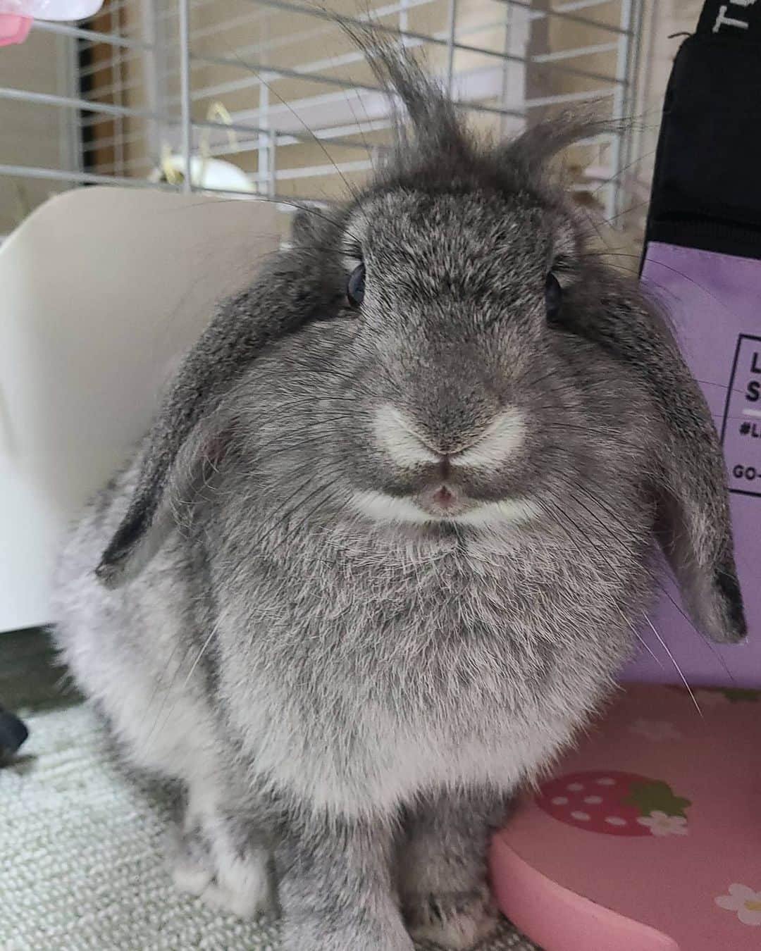 三宅裕子さんのインスタグラム写真 - (三宅裕子Instagram)「ある日のツキちゃん🐰   この日の前髪  #クラウン は パイナップル🍍のようでした♡ お目目はディズニーの #バンビ みたいといわれます🥰  来週でツキちゃんも6ヶ月。 人間でいうと中学生くらいかな？  今のところ排泄はおトイレでちゃんとしてくれてるけれど🐰によって #スプレー行為 がでてくる年なのでどうなるかな？  #甘えんぼうさぎ #ミニロップイヤーラビット #ミニロップ  #うさぎ好きな人と繋がりたい  #うさぎのいる生活  #ふわもこ #もふもふ」12月6日 15時33分 - yuko_miyake
