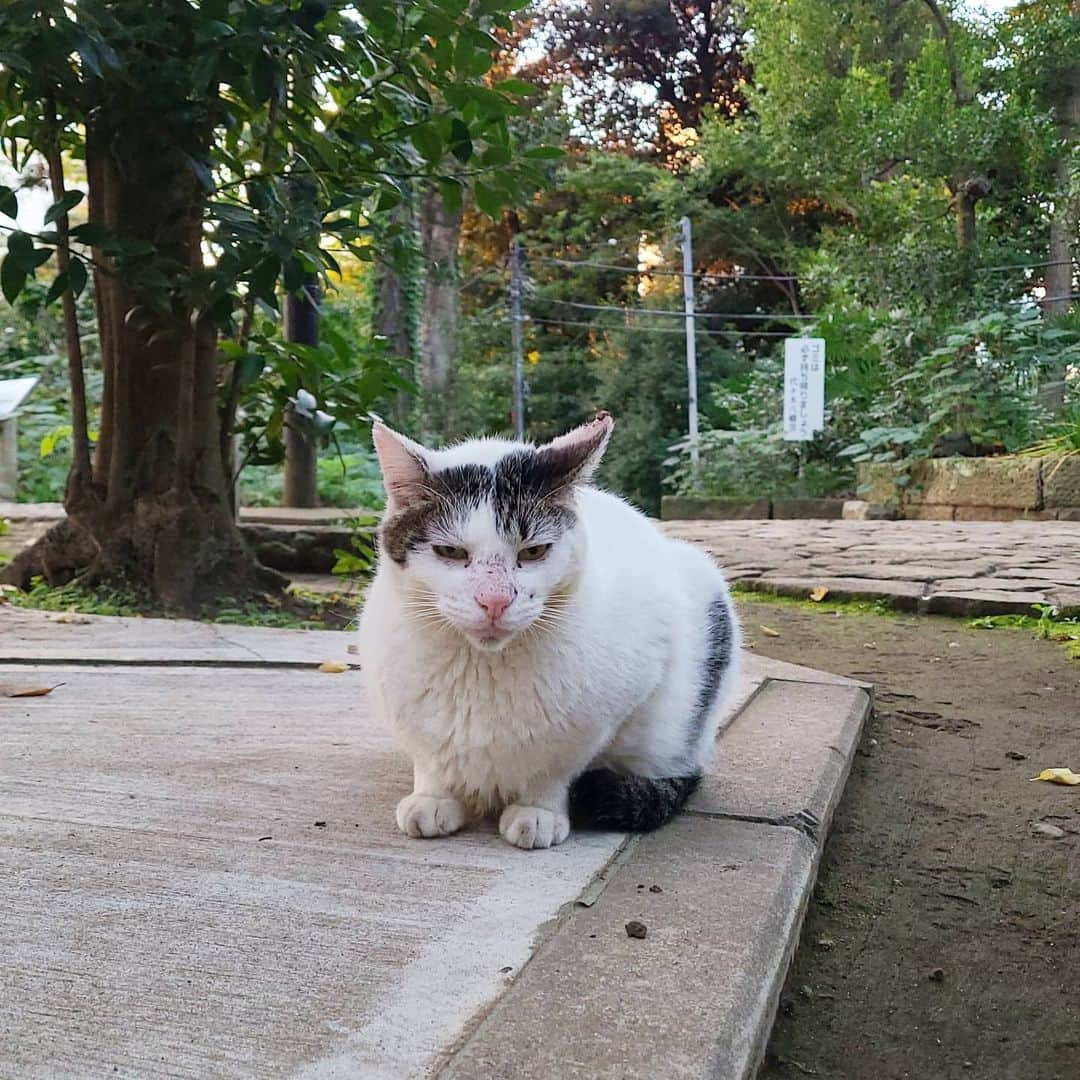 三宅裕子さんのインスタグラム写真 - (三宅裕子Instagram)「地域猫ちゃん🐱  お鼻が赤い子に続けて会いました😊 (2匹目の子は #代々木八幡 の🐱) 冬は猫ちゃん達にとって厳しい季節…❄(夏もだけど💦) 頑張って乗り越えてほしいな。    #のらねこ #地域猫 #にゃんすたぐらむ  #猫も好き #猫好きな人と繋がりたい #にゃんこ」12月6日 15時52分 - yuko_miyake