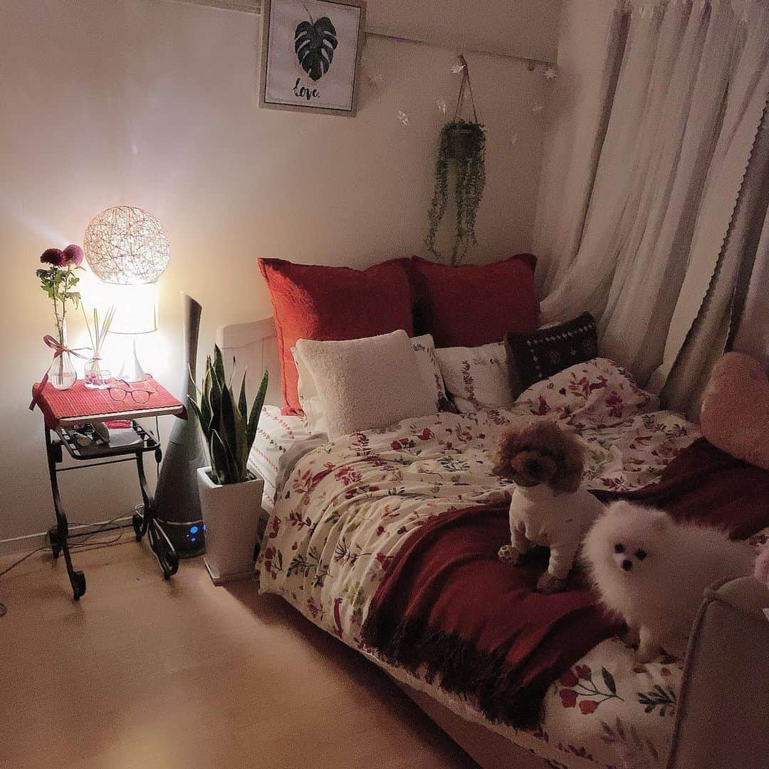 リロイここのインスタグラム：「. . new betroom . . #betroom  #winter  #toypoodle  #pomeranian」