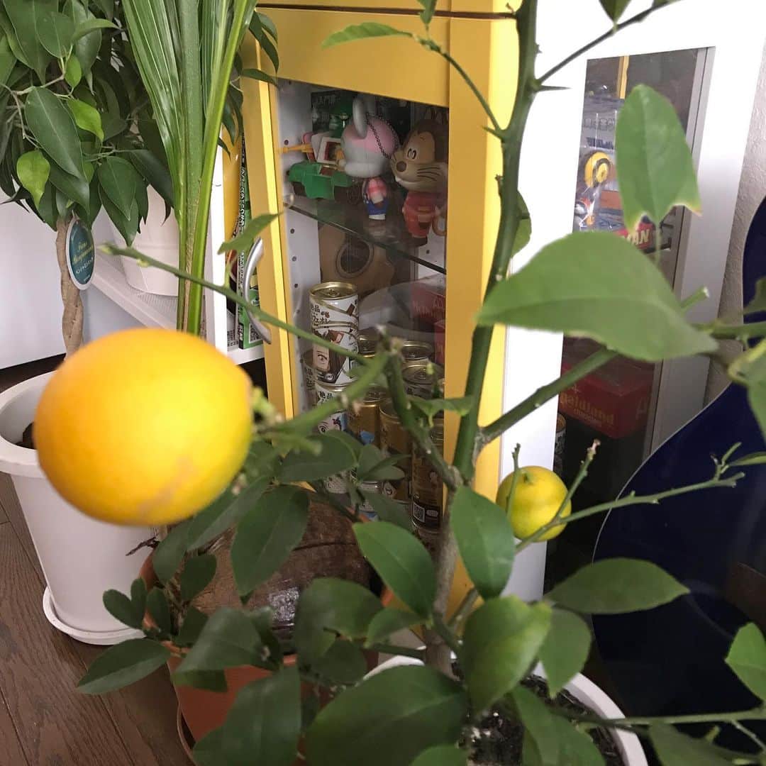 黒瀬純さんのインスタグラム写真 - (黒瀬純Instagram)「レモン やっと黄色になった 本日THEMANZAIでてます。 すっぱいネタしてるので見てください #THEMANZAI」12月6日 16時42分 - kurojun9610