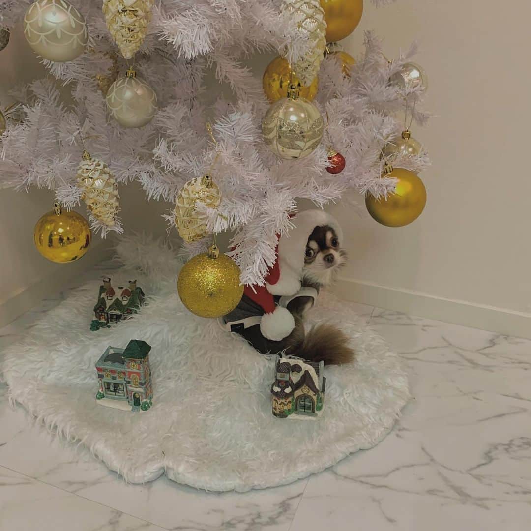 Tomomi Teradaのインスタグラム：「you are the king babe🎅🏻👑 #本日のチュロ」