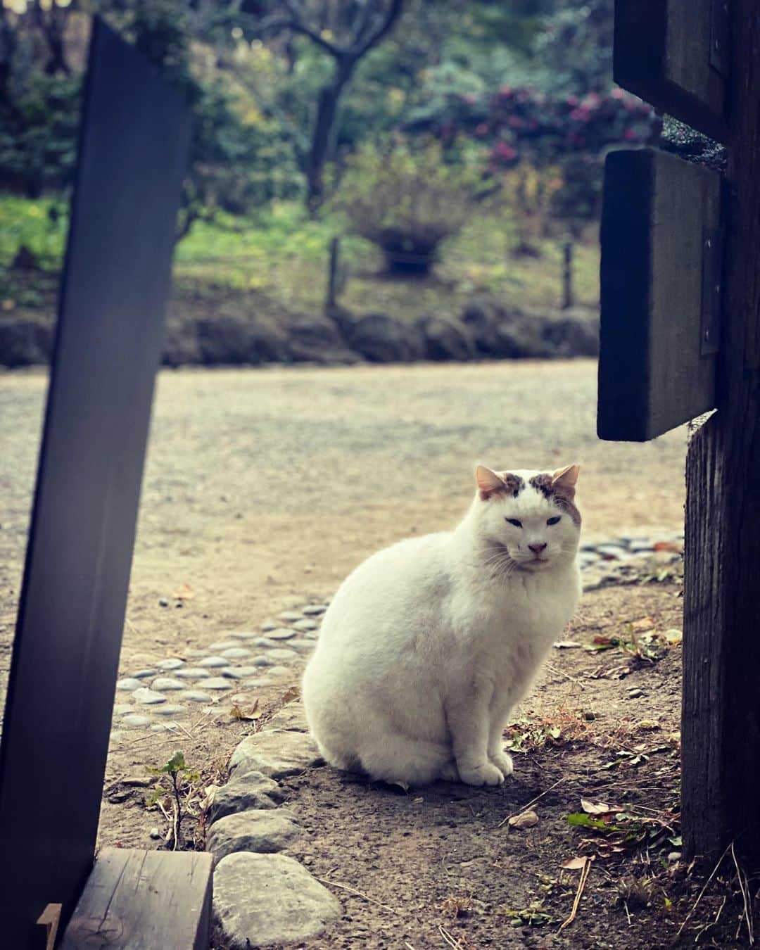 神室舞衣さんのインスタグラム写真 - (神室舞衣Instagram)「ヌシみたいな猫。 顔に傷もあってボス感がすごい😍」12月6日 17時08分 - maikamuro.official