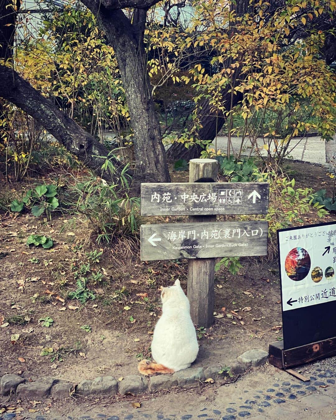 神室舞衣のインスタグラム：「ヌシみたいな猫。 顔に傷もあってボス感がすごい😍」